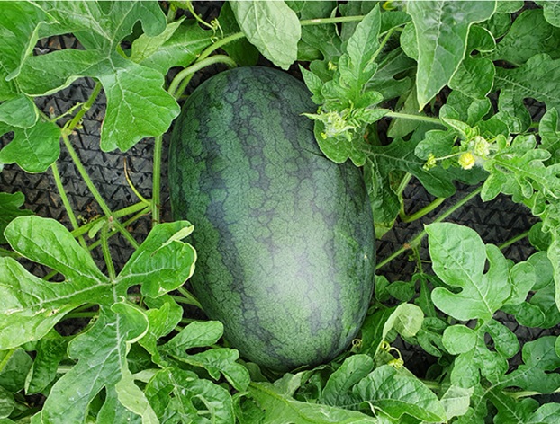 EBS-극한직업-전북-고창-블랙망고수박