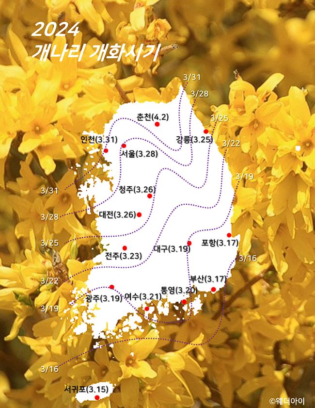 개나리 개화시기