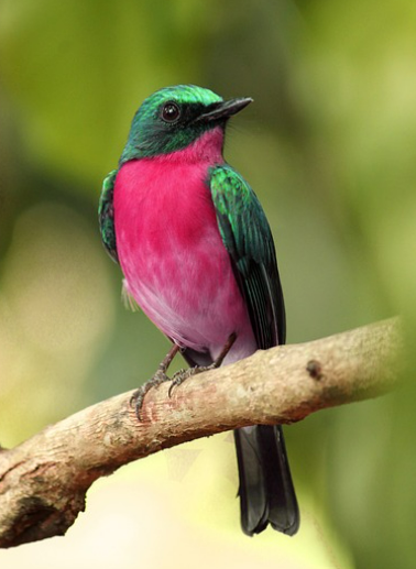 새꿈 상황별 해몽