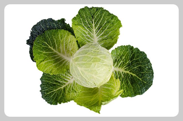 양배추 사진1
