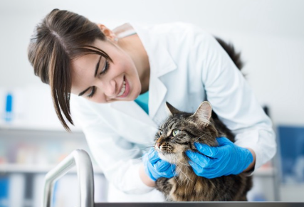 병원에 있는 고양이.