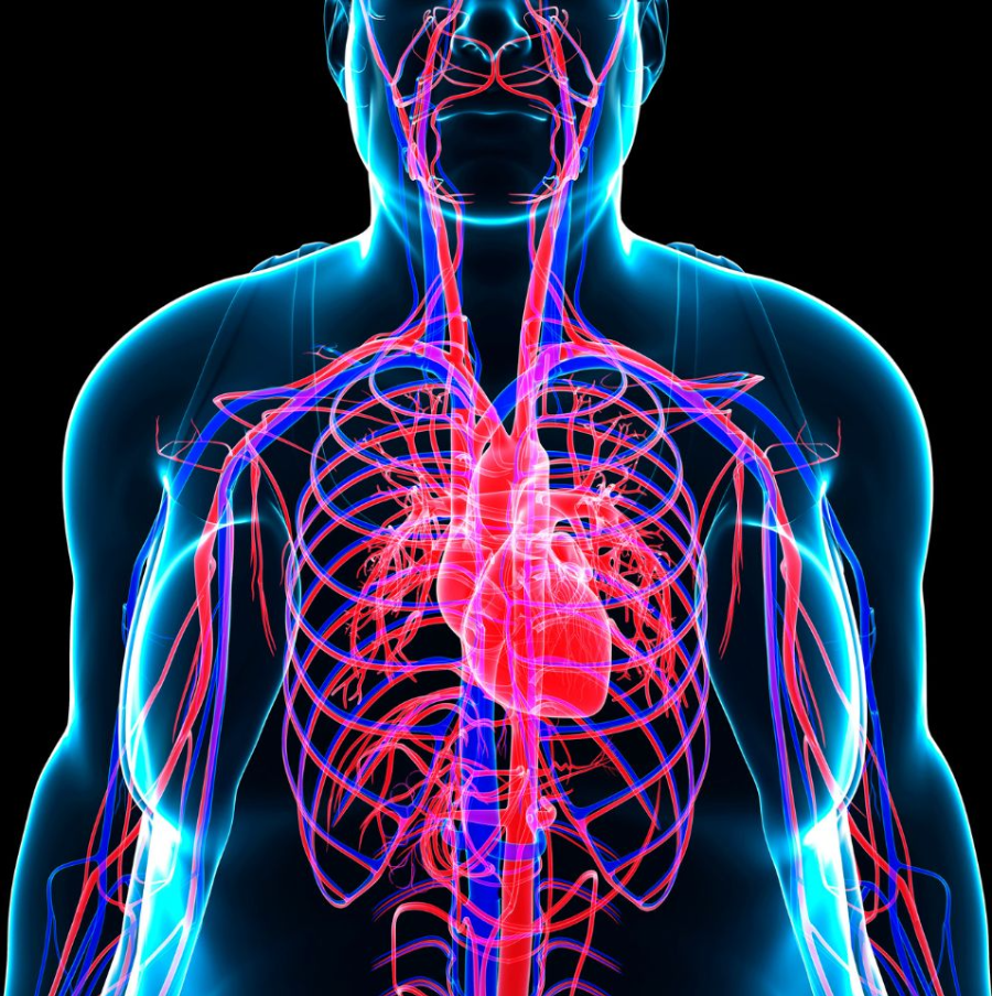 혈관 구조 도식