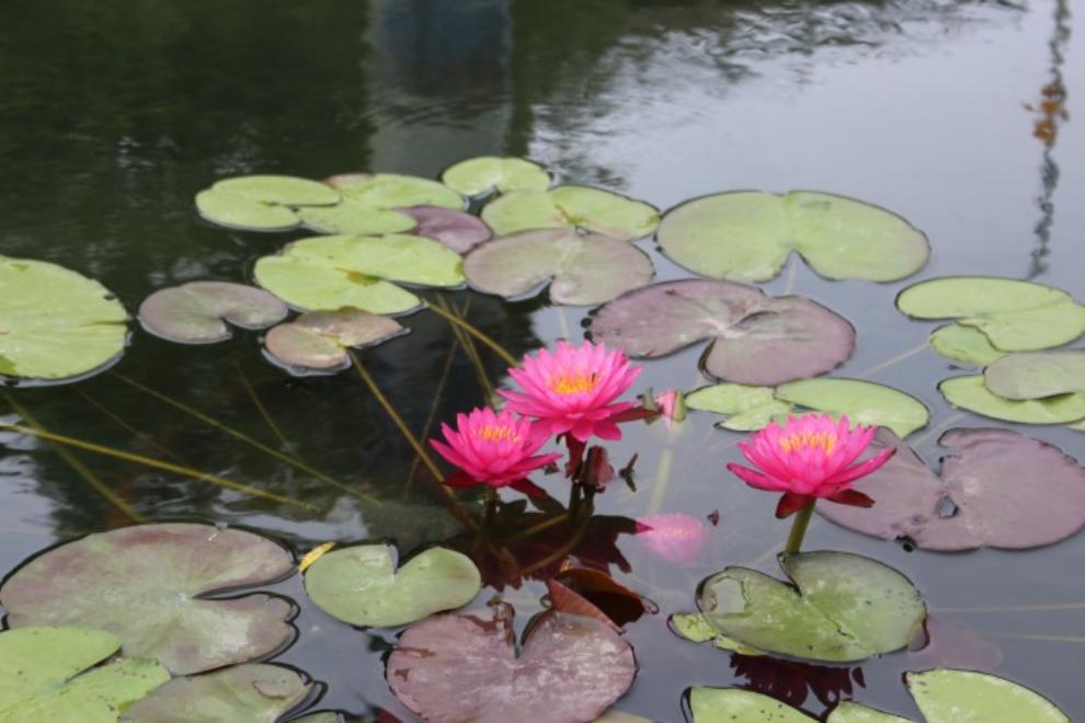 세미원 연꽃문화제