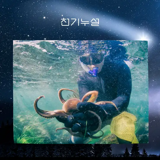 문어 잡는 꿈