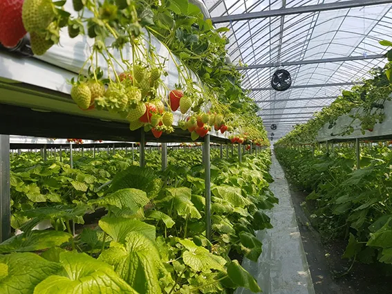 냉이 재배 가을 파종 월동 보온 봄 수확_5