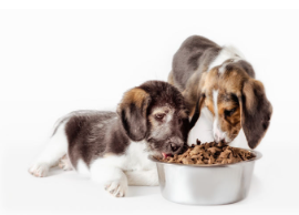 반려견 사료 잘 보존하자