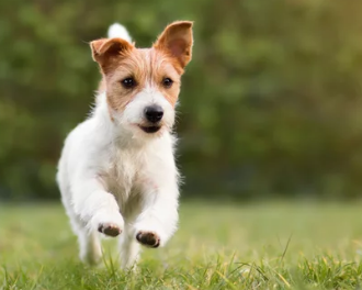 강아지와 감자/출처:어도비스톡