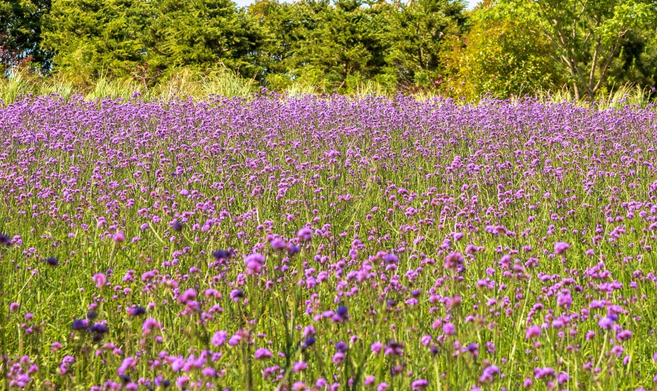 청산 수목원