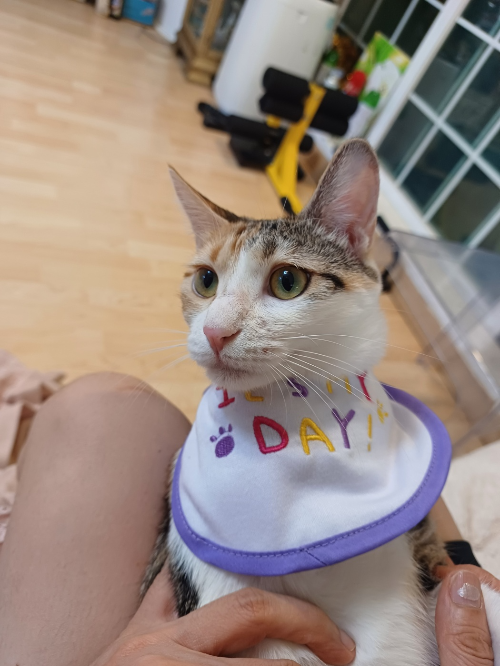깽이