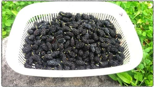 오디나무-뽕나무-오디-수확