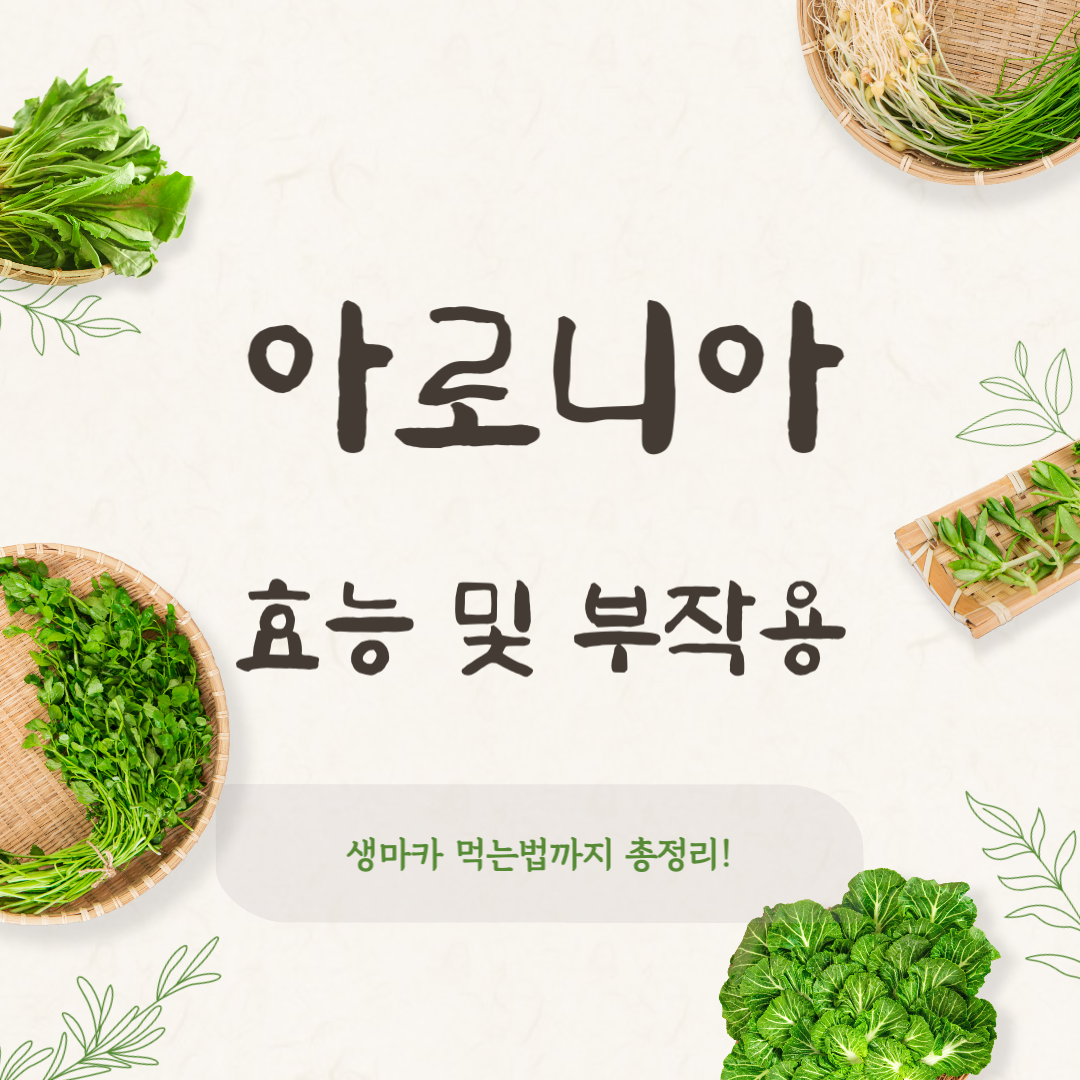 아로니아 효능 부작용 먹는법 총정리 열매로 건강 지키는 법