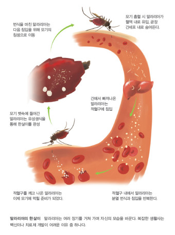 말라리아 전국 13개 무료 검역소 확인하기 증상 예방접종