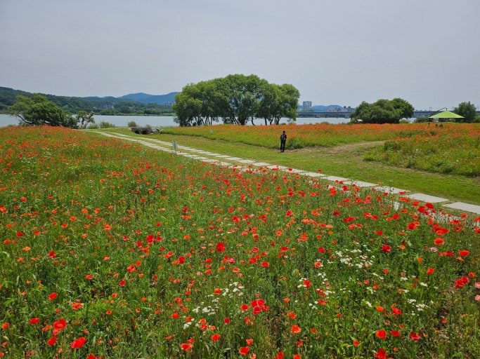 서울 근교 봄꽃 드라이브 명소 TOP5