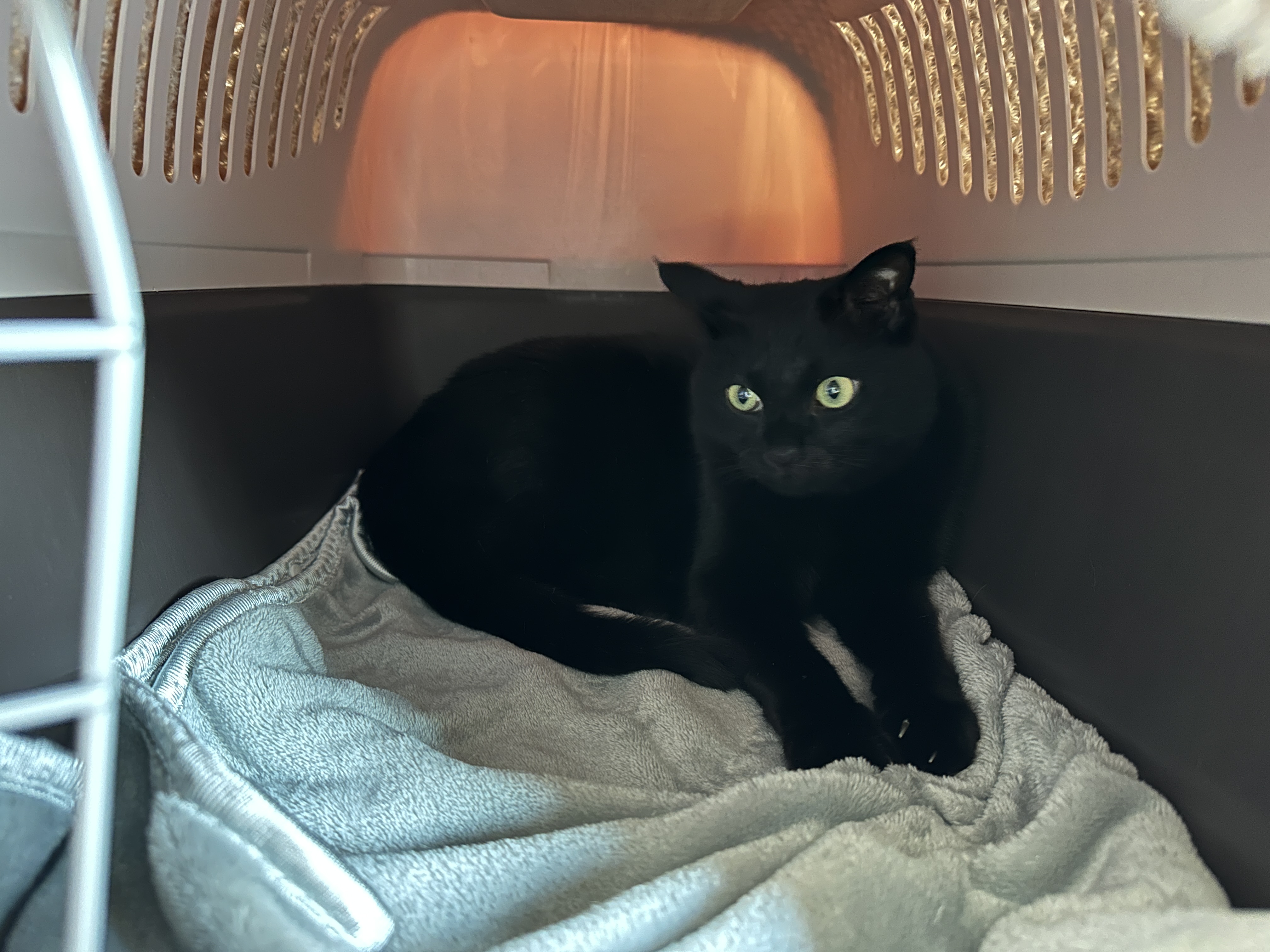 이동장_하우스_안에_자리잡은_건이