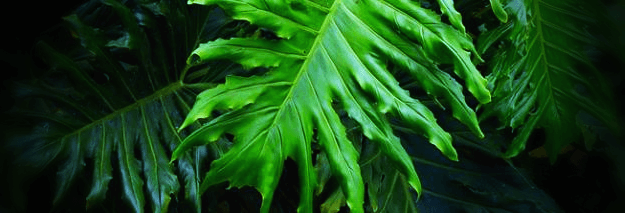 필로덴드론-셀로움-잎