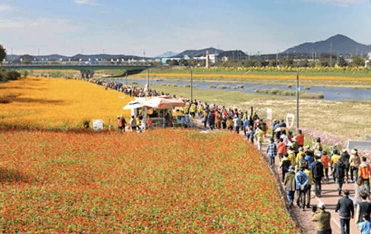2025 장성 황룡강 가을꽃축제 빛과 꽃길 사진