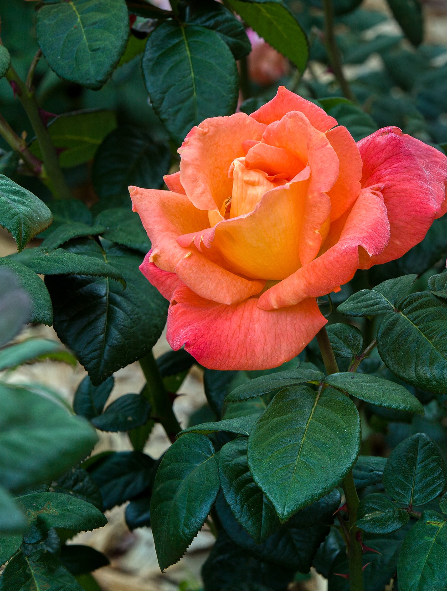 올림픽공원 장미축제 - 31