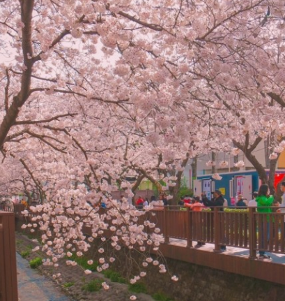 진해군항제 벚꽃축제 무료 주차장