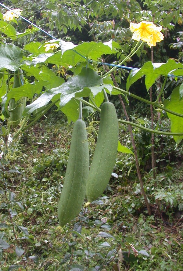 수세미박 효능 및 부작용