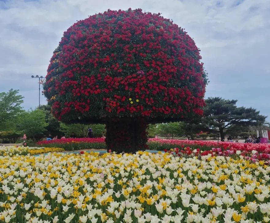 태안 튤립축제 일정, 개화시기