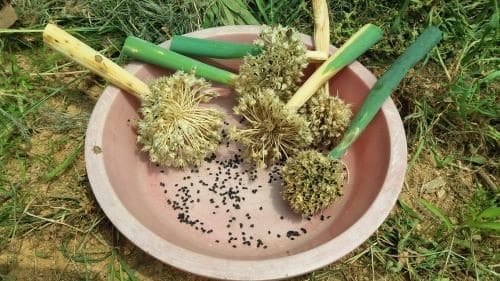 대파-씨앗-채종-씨받기