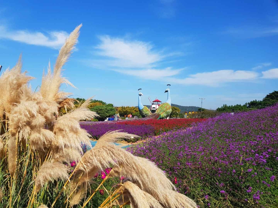 10월 지역 축제 충남 충북 가을 축제 정보