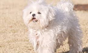 나혼자산다 구성환 꽃분이 애견 펫 드라이기 추천템