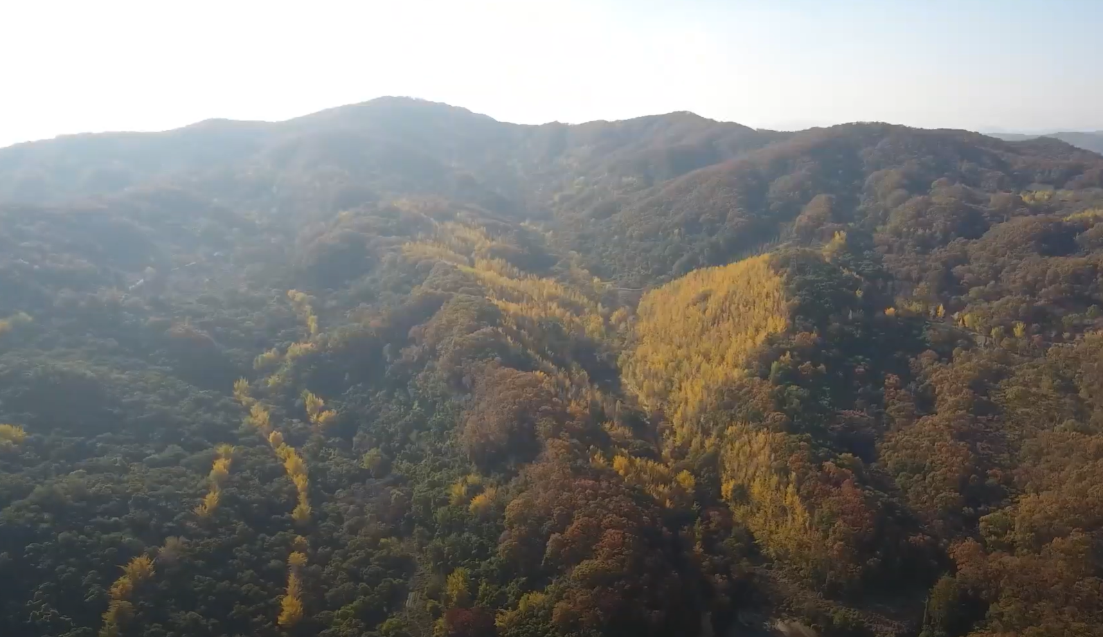 에버랜드 비밀의 은행나무 숲 예약 신청