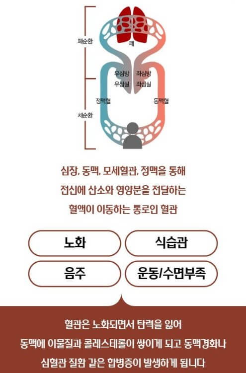 혈관의 노화