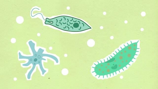 뇌먹는-아메바-그림
