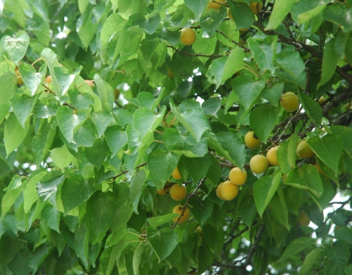 한국의 떡 종류 살구떡-살구나무