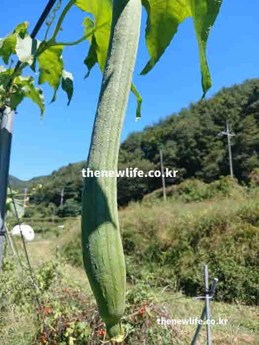 수세미 영양성분 쿠마르산