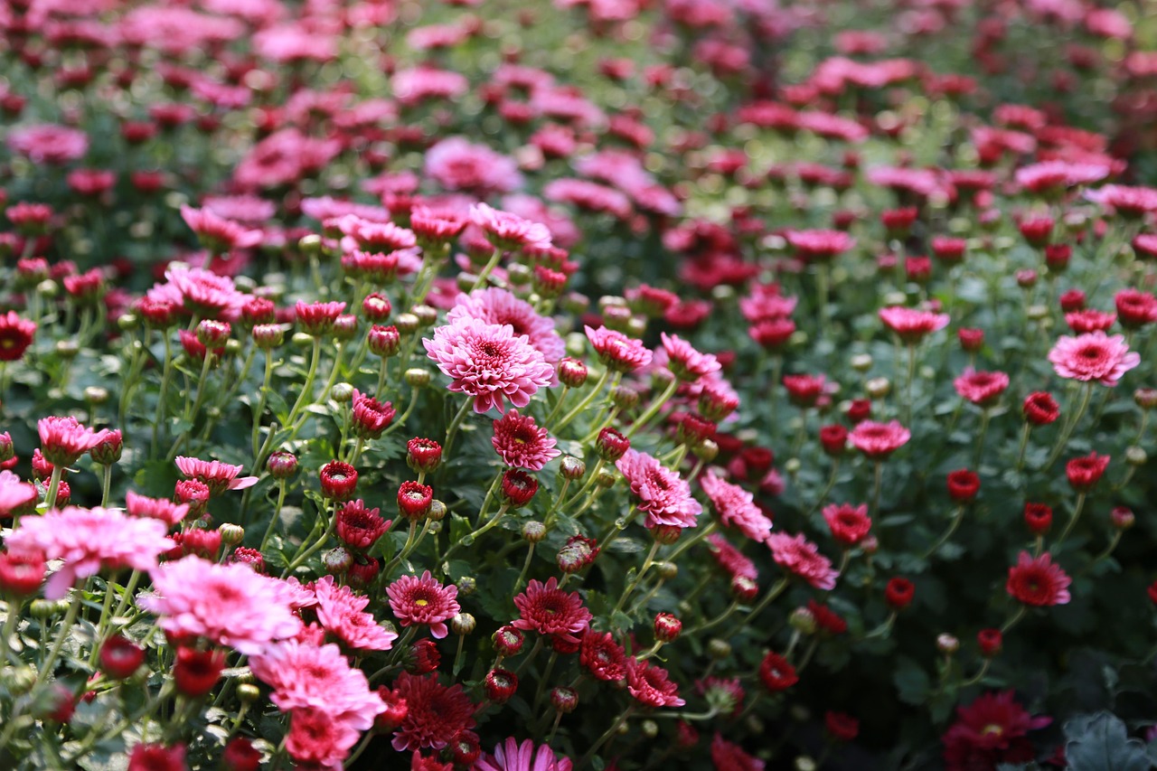 함평엑스포공원 가을꽃