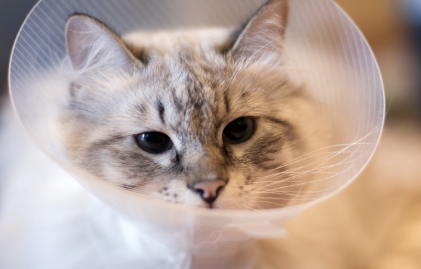 엘리자베스 컬러를 하고 있는 고양이.