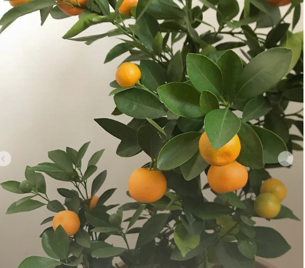 실내에서 키우는 열매가 맺힌 유주나무의 모습