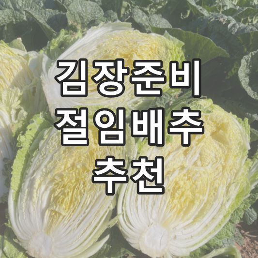 절임배추
