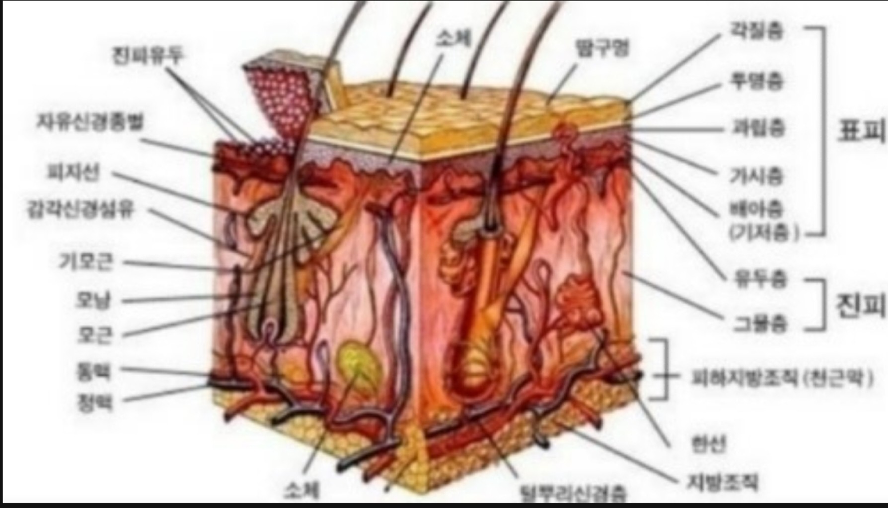 피부단면도