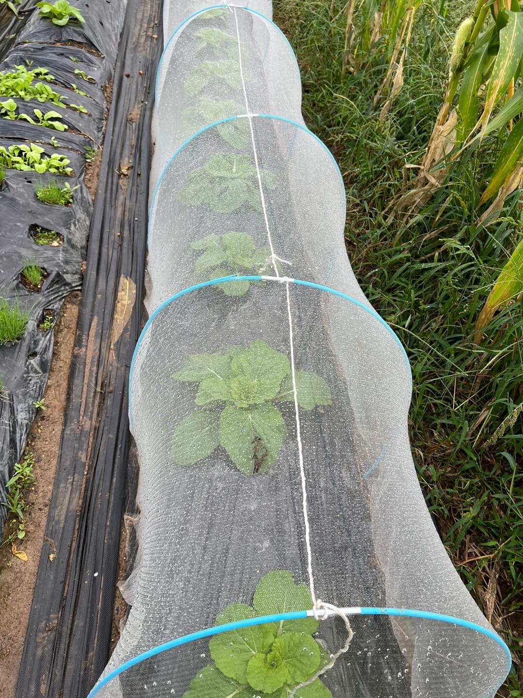 한랭사 안쪽의 배추