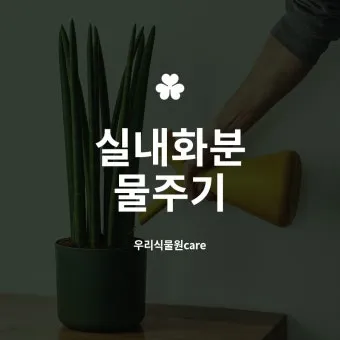 실내식물 물 주는 시간대 아침저녁차이 과습예방 통풍맞춰 관리_10