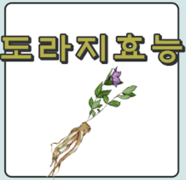 약도라지 효능 3가지