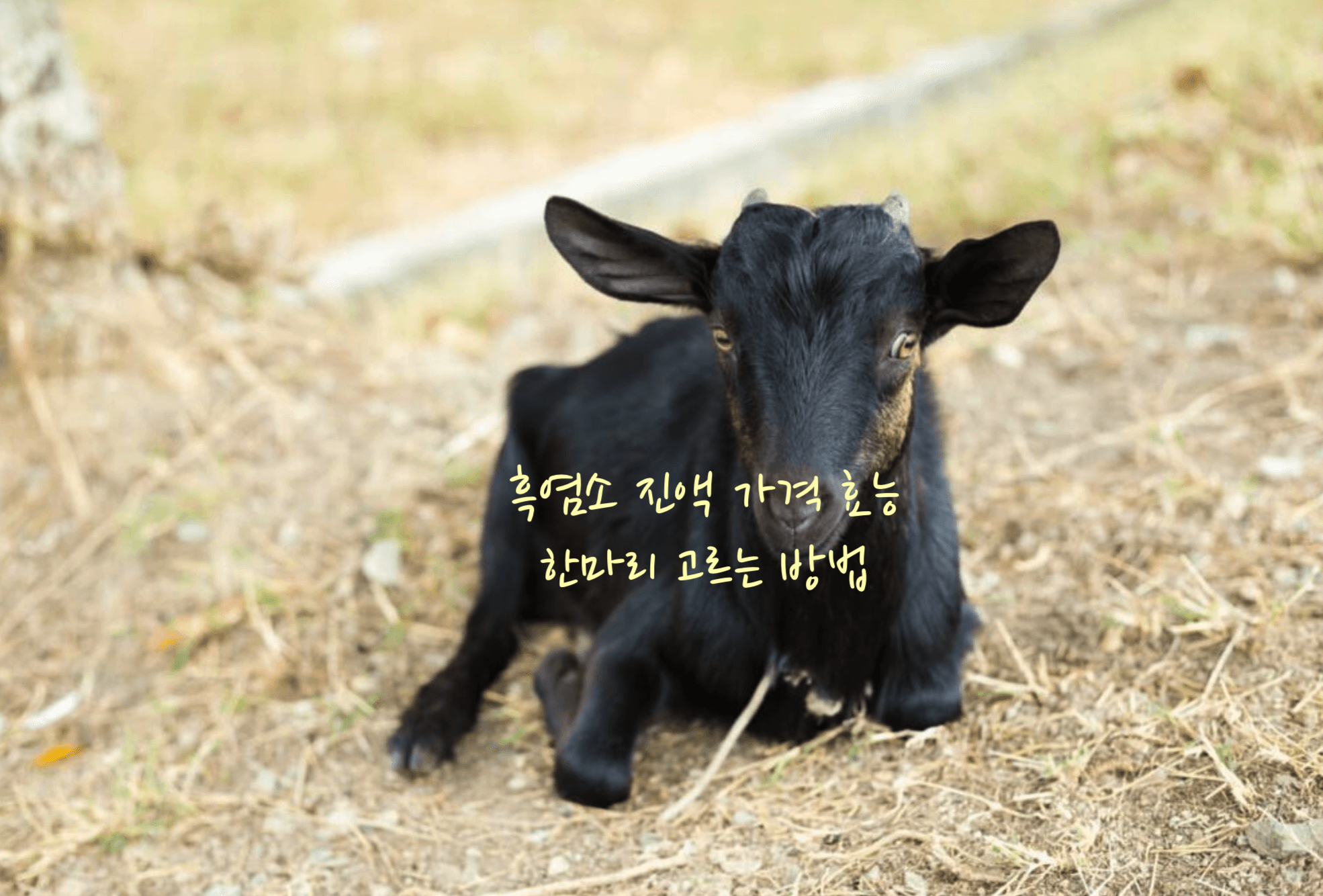 흑염소 진액