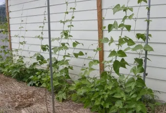 강낭콩 재배 파종 간격 잡초 억제 멀칭 요령_3