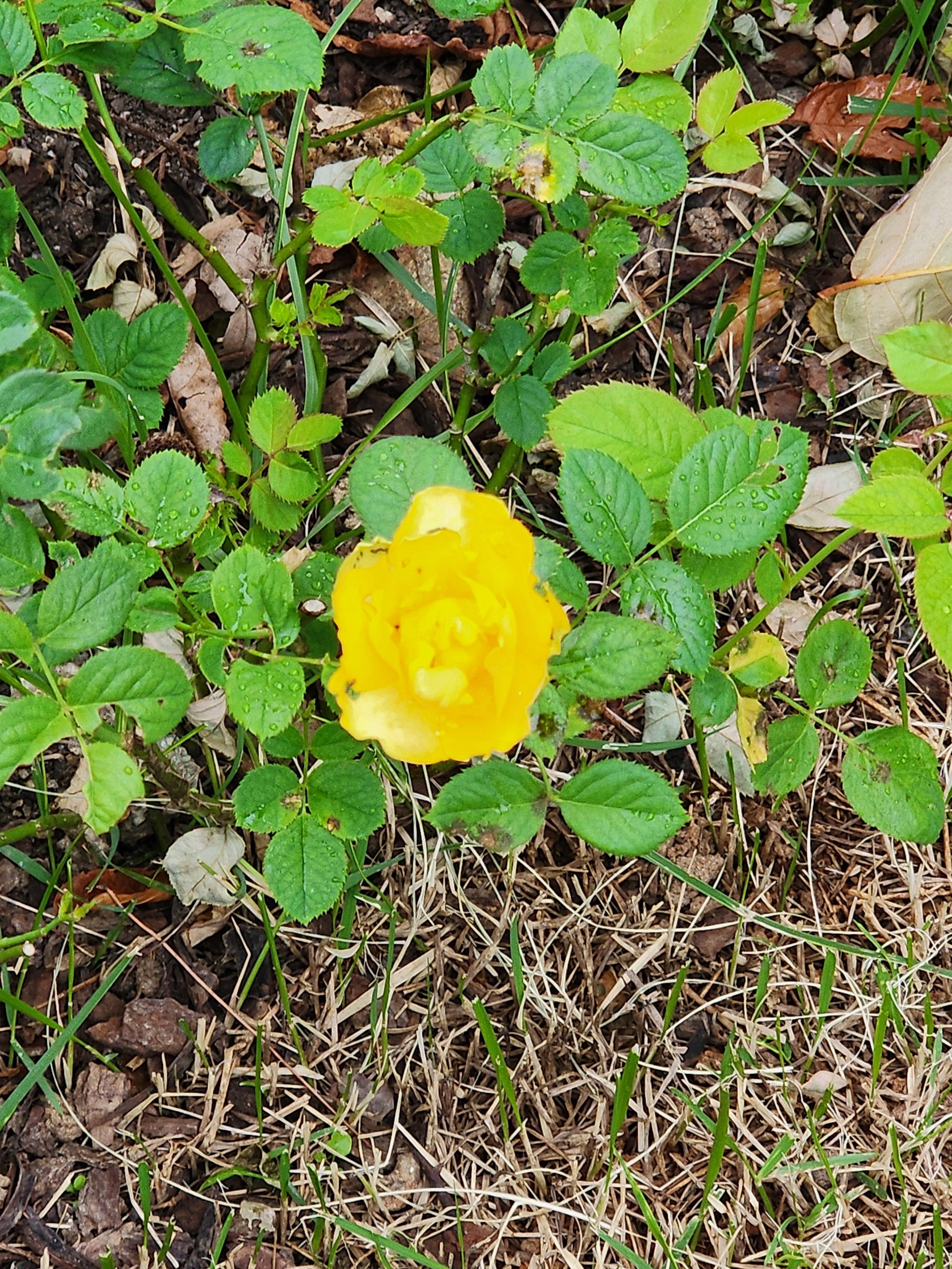 Alt 속성 문제 해결 설명 이미지