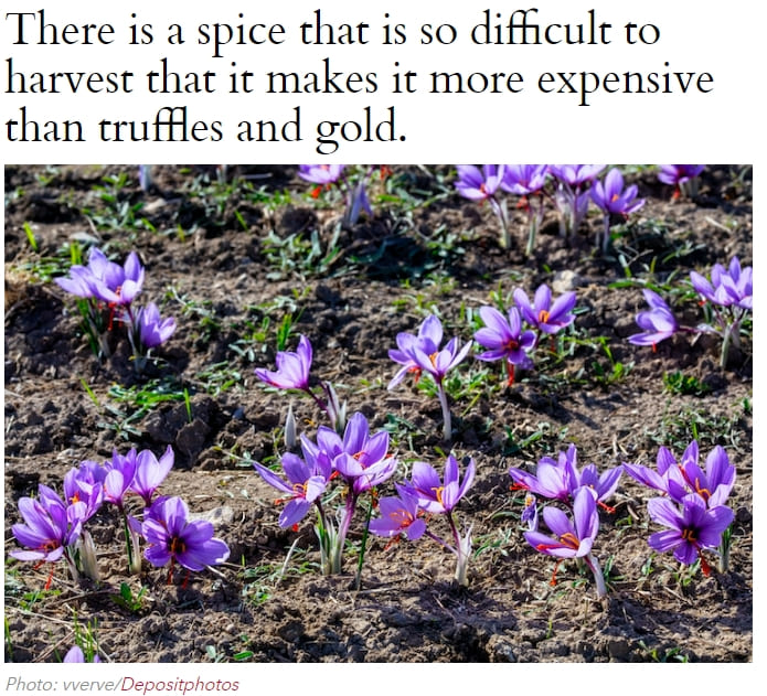 금보다 더 비싼 향신료는 VIDEO: Did You Know the Most Expensive Spice in the World is Worth More Than Gold?