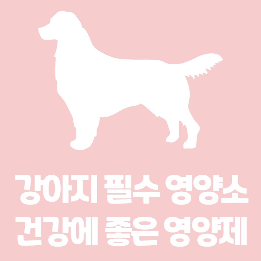 강아지에 필요한 영양소와 먹어면 좋은 영양제 알아보기