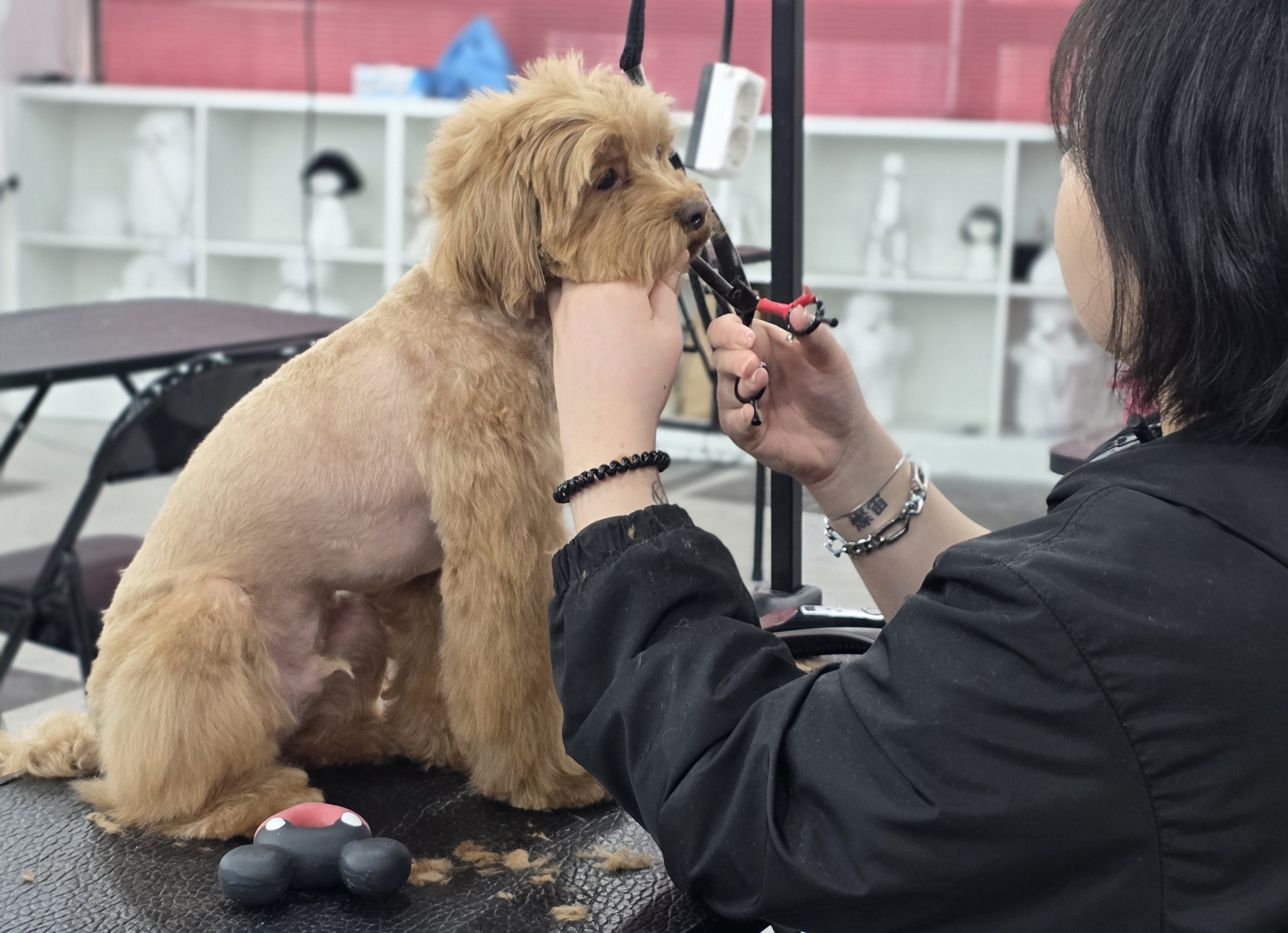 평택강아지미용학원
