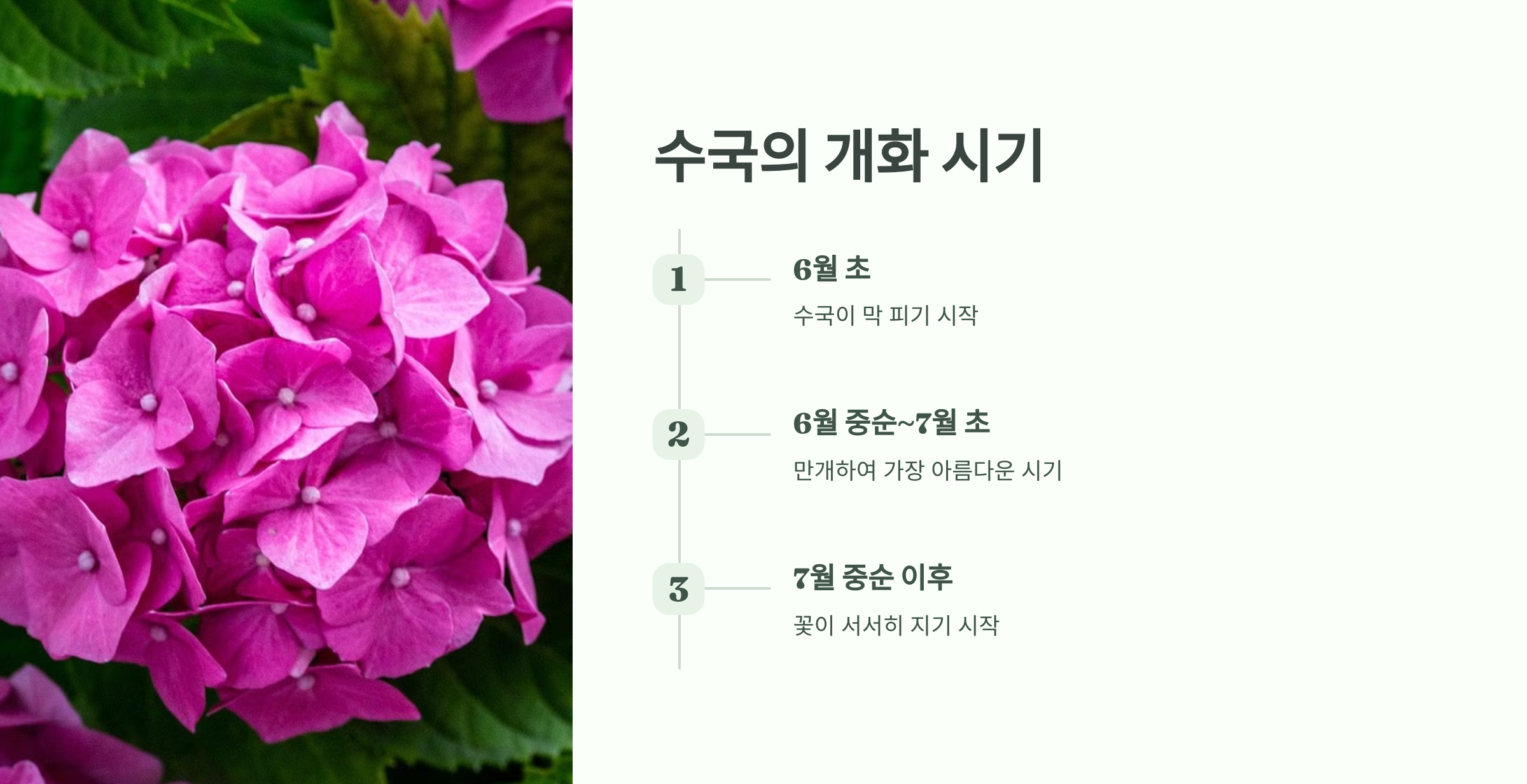 제주도 수국개화