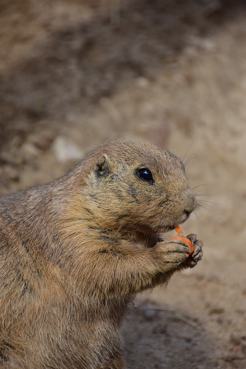이국적 반려동물의 수명과 품종별 수명 차이 정리