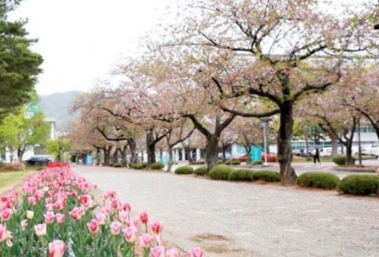 무안 벚꽃