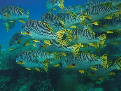 물고기꿈 상황별 해몽